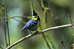 Yellow-cheeked Tit